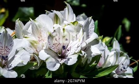 Weiße Azaleen in der Nähe von Peyriac de Mer im Frühling. Stockfoto