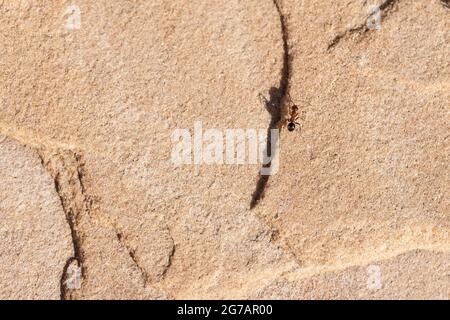 Rot-schwarze Formica-Ameise, die an einem Sommertag in Arizona auf einem Steinboden läuft Stockfoto