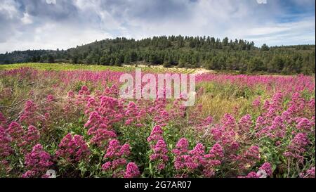 Rote Spornblüten in der Nähe von Peyriac de Mer im Frühjahr. Stockfoto