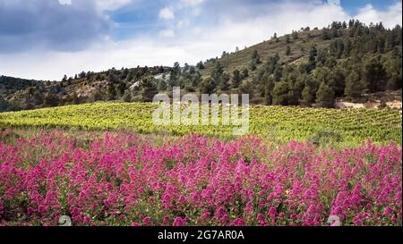 Rote Spornblüten in der Nähe von Peyriac de Mer im Frühjahr. Stockfoto