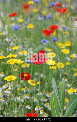 Mohnblumen und Maismohnblumen auf einer Wildblumenwiese in den Gärten von RHS Wisley. Stockfoto