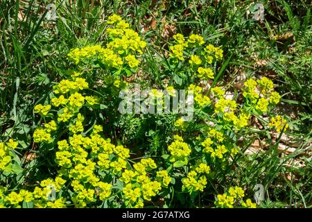 Deutschland, Baden-Württemberg, Pfullingen, Pflanzenschutzgebiet, Sonnwend-Spurge auf der Schönbergwiese am Schönbergturm. Schwäbische Alb. Stockfoto