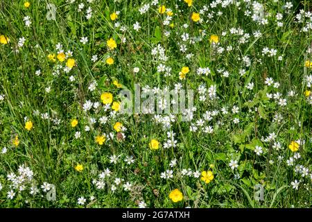 Deutschland, Baden-Württemberg, Pfullingen, Pflanzenschutzgebiet, Blumen, Butterblumen und große Kicherkräuter auf der Schönbergwiese in der Nähe des Schönbergturms. Schwäbische Alb. Stockfoto