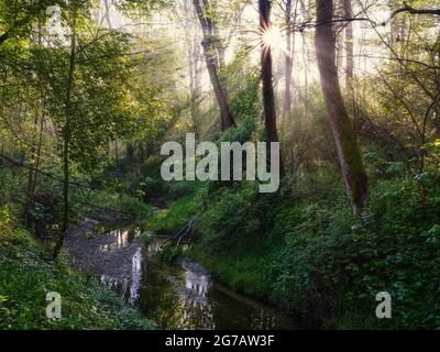 Auen, Auenwald, Donauauen, Weichholzaue, Kanal, Drainage-Kanal, fließendes Wasser, Lap Bank, Morgenstimmung Stockfoto