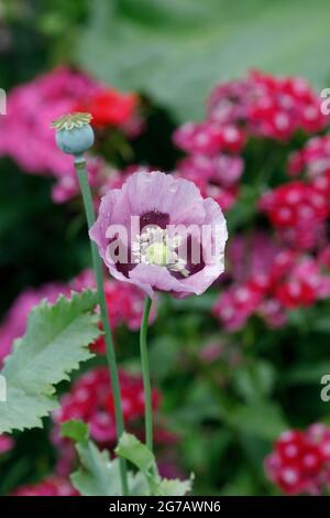 Papaver somniferum und Dianthus barbutus blühen. Stockfoto