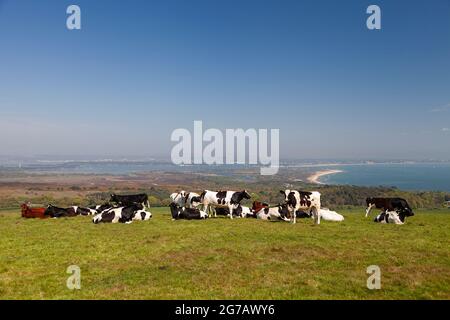 Eine Herde Kühe grasen auf den Feldern von Dorset in der Nähe der Stadt Swanage. Stockfoto