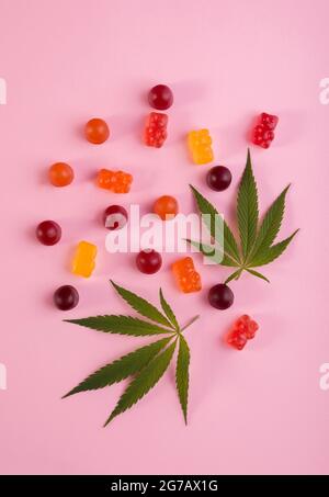 Gummibären aus Cannabis Medizinisches Marihuana mit frischem grünen Cannabisblatt vor rosa Hintergrund. CBD und THC Medizinprodukt. Stockfoto