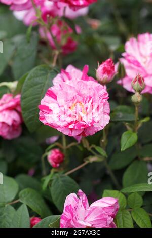 Rosa Gallica 'Versicolor'. Rosa Strauchrose Mundi in einem englischen Garten. Stockfoto