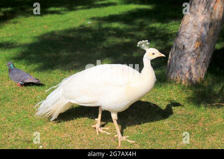 Wunderschöner junger Pfau breitet seinen Schwanz auf grünem Gras aus. Weißer Pfau zeigt Federn im Park, Zoo, Bauernhof Stockfoto