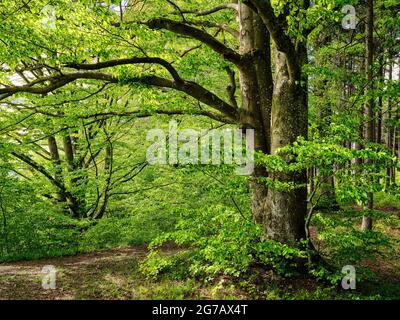 Flusstal, Endmoräne, Moräne, Eiszeit, Kältezeit, Pfaffenwinkel Stockfoto