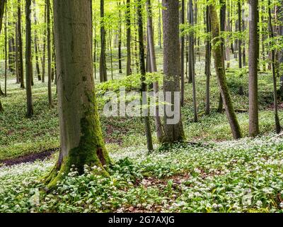 Buche, Laubwald, Wald, Buchenwald, Urwald, Buchenurwald, Bärlauch, Totholz, Nationalpark, UNESCO-Weltkulturerbe, UNESCO-Weltkulturerbe, Weltkulturerbe, Naturschutzgebiet, Rundwanderweg, Rennsteig, Naturpark, größte zusammenhängende Laubwaldfläche in Deutschland Stockfoto