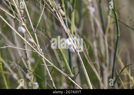 Detail der Tiere in der Natur, Wirbellose Stockfoto