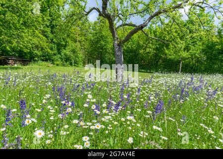 Deutschland, Baden-Württemberg, Metzingen, Obstwiese mit Gänseblümchen und Salbei am Waldrand Stockfoto