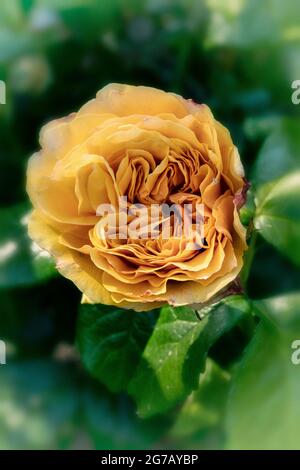 Wunderschöne Rosa Leah Tutu = ‘Hornavel’, Rose – Leah Tutu blüht mit verdeckter Hintergrundfarbe Stockfoto