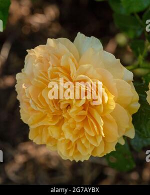 Wunderschöne Rosa Leah Tutu = ‘Hornavel’, Rose – Leah Tutu blüht mit verdeckter Hintergrundfarbe Stockfoto