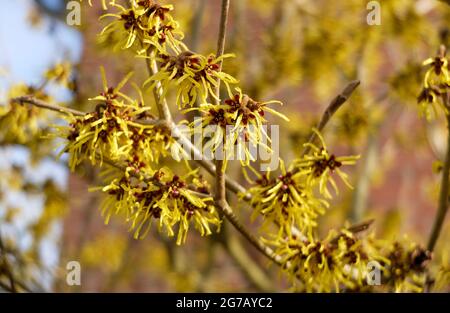 Gelbe Hexenhasel (Hamamelis intermedia) Stockfoto