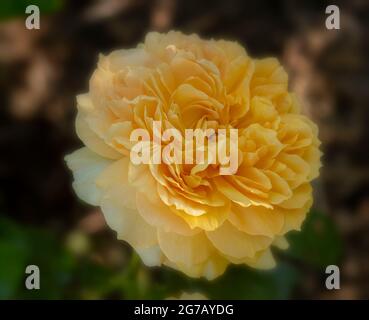 Wunderschöne Rosa Leah Tutu = ‘Hornavel’, Rose – Leah Tutu blüht mit verdeckter Hintergrundfarbe Stockfoto