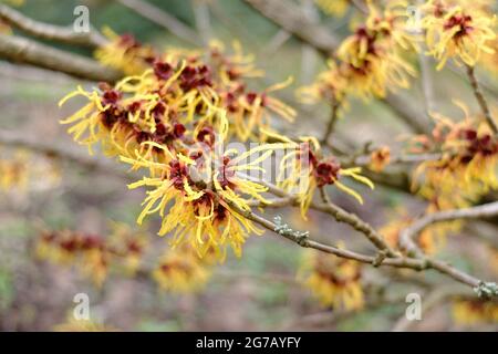 Die Hexe Hasel 'Pallida' (Hamamelis x intermedia) Stockfoto