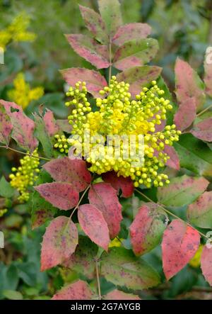 Oregon-Traube (Mahonia aquifolium), blühend Stockfoto