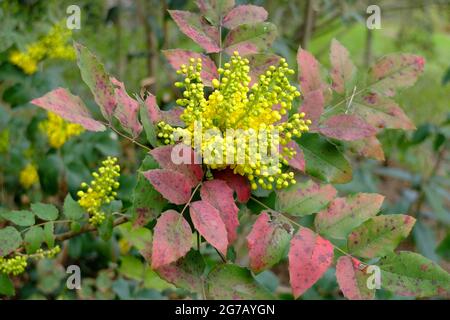 Oregon-Traube (Mahonia aquifolium), blühend Stockfoto