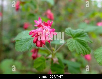 Blutige Johannisbeere „atrorubens“ (Ribes sanguineum), blüht Stockfoto