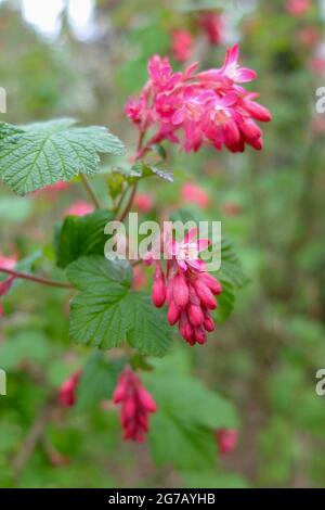 Blutige Johannisbeere „atrorubens“ (Ribes sanguineum), blüht Stockfoto