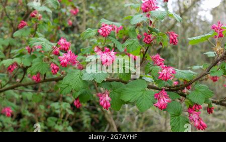 Blutige Johannisbeere „atrorubens“ (Ribes sanguineum), blüht Stockfoto