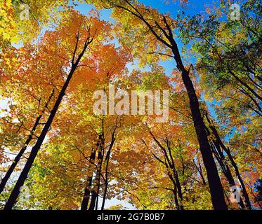 Herbstszene, Greenville, Maine, USA Stockfoto