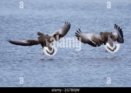 Graugans (Anser anser), Deutschland Stockfoto