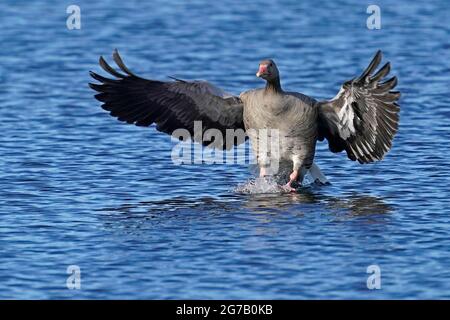 Graugans (Anser anser), die auf einem See fliegt, Deutschland, Europa, Stockfoto