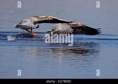 Graugans (Anser anser), Deutschland Stockfoto