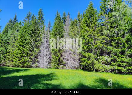 Tote Fichte am Waldrand Stockfoto