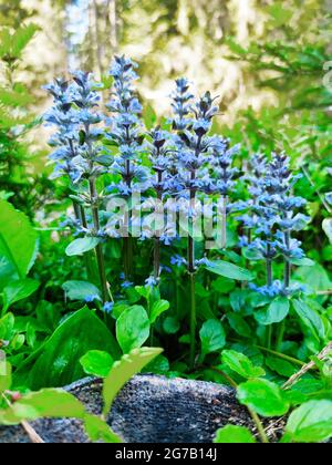 Schleichende Gunsel, Ajuga reptans Stockfoto