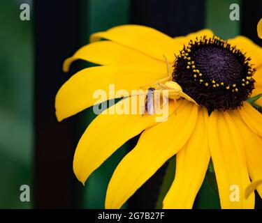 Eine gelbe Blütenspinne, Misumena vatia, auch bekannt als Goldrutenkrabbenspinne, die sich auf einer kleinen Fliege oder Biene auf einer gelben Rudbeckia-Blume in einem Garten ernährt. Stockfoto