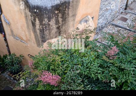 Hochwinkelansicht einer abgestuften Gasse in der mittelalterlichen Gegend von Campopisano im historischen Zentrum von Genua, Ligurien, Italien Stockfoto