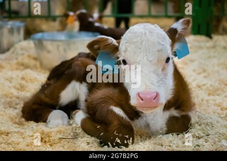 Porträt von niedlichen braunen und weißen Kalb ruhen und liegen auf dem Boden Stockfoto