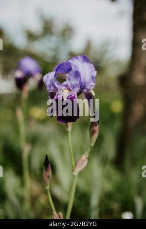 Blühende iris Stockfoto