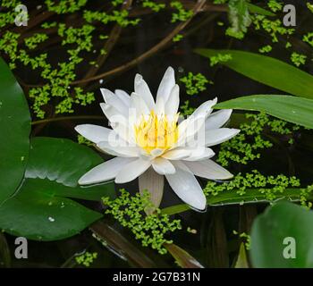 Seerosenblüte, Gartenteich, Dieburg, Hessen, Deutschland Stockfoto