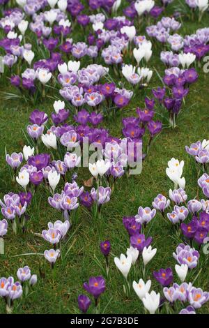 Frühling Krokusse in Grünland am RHS Wisley wachsen. Stockfoto