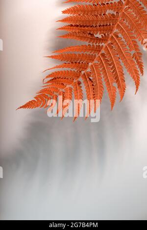 Leuchtend orangefarbenes Farnblatt vor einem neutralen grauen Hintergrund mit einem Schatten des Blattes Stockfoto
