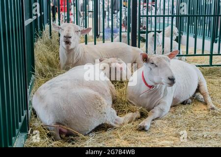 Herde von weißen Schafen, die Heu fressen auf der Tierausstellung, Messe Stockfoto