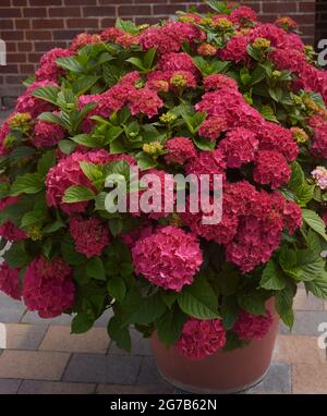 Hortensie macrophylla Pflanze mit dunkelroten Blüten im Topf. Nahaufnahme Komposition... Authentisch für Gartenarbeit, Blumengeschäft und Schnittblumen. Stockfoto