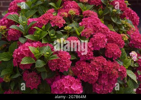 Hortensie macrophylla Pflanze mit dunkelroten Blüten. Nahaufnahme Komposition... Authentisch für Gartenarbeit, Blumengeschäft, Lifestyle und Schnittblumen. Stockfoto