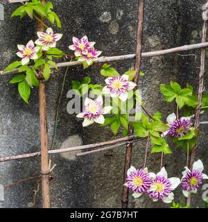 Weiße Tepals umgeben einen zentralen Boss aus lila und weiß in dem winterharten Laubkletterer, Clematis florida var. sieboldiana 'Viennetta' Stockfoto