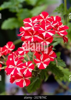 Rot-weiß gestreifte Blüten der zarten Sommerbettwäsche- und Containerpflanze Verbena 'Estrella Voodoo Star' Stockfoto