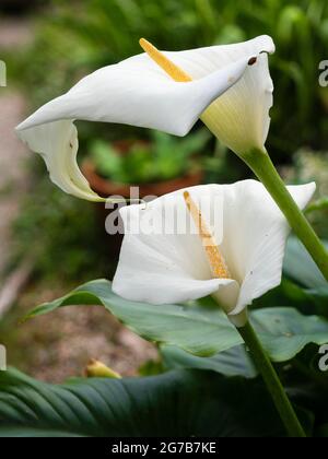 Weiße Spathe und gelbe Spadix der widerstandsreichsten der weiß blühenden Calla-Lilien, Zantedeschia aethiopica 'Crowborough' Stockfoto