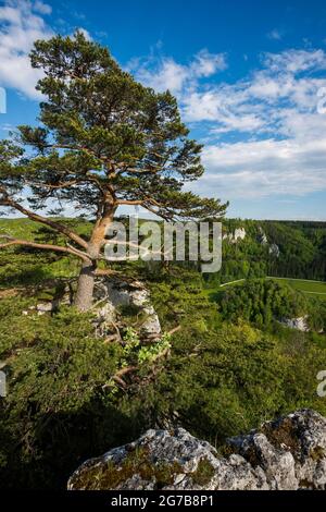 Blick von Stiegelesfelsen, bei Fridingen, Naturpark Obere Donau, Oberes Donautal, Donau, Schwäbische Alb, Baden-Württemberg, Deutschland Stockfoto