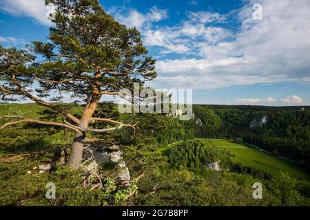 Blick von Stiegelesfelsen, bei Fridingen, Naturpark Obere Donau, Oberes Donautal, Donau, Schwäbische Alb, Baden-Württemberg, Deutschland Stockfoto