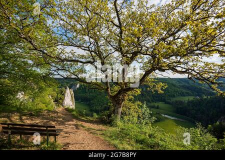 Blick von Stiegelesfelsen, bei Fridingen, Naturpark Obere Donau, Oberes Donautal, Donau, Schwäbische Alb, Baden-Württemberg, Deutschland Stockfoto