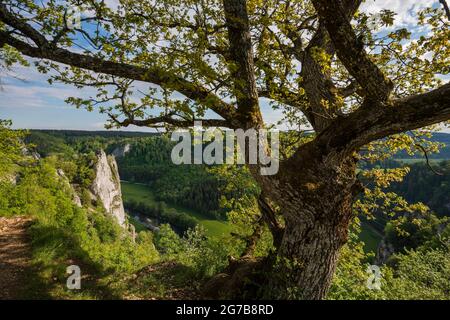 Blick von Stiegelesfelsen, bei Fridingen, Naturpark Obere Donau, Oberes Donautal, Donau, Schwäbische Alb, Baden-Württemberg, Deutschland Stockfoto